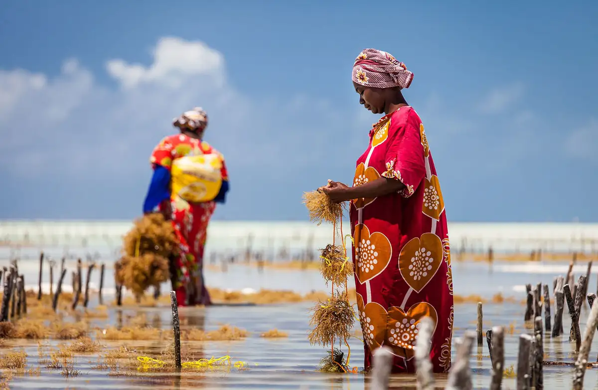 Women tending seaweed lines at low tide in Jambiani