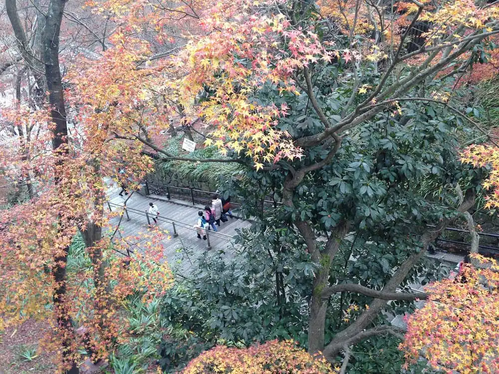 Autumn leaves at Kiyomizu-dera Temple in Kyoto