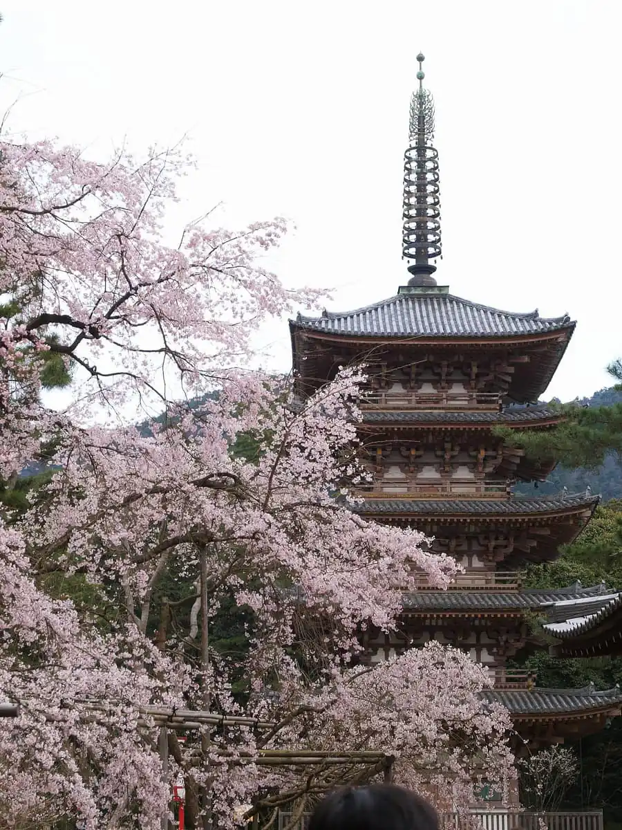 Cherry blossom framing the five-storied pagoda of Daigo-ji temple in Kyoto