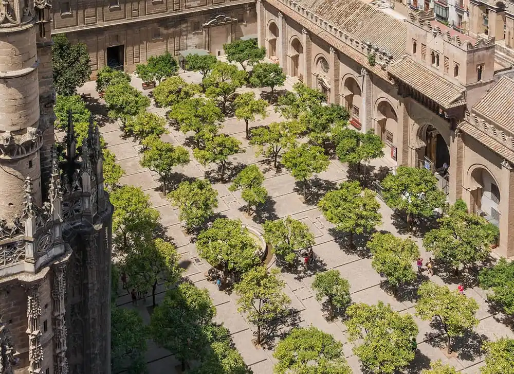 Orange trees in the cathedral courtyard seen from the Giralda in Seville