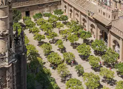 Orange trees in the cathedral courtyard seen from the Giralda in Seville