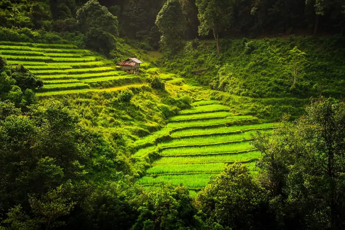 Young green rice on terraces near Mae Klang Luang in Doi Inthanon National Park
