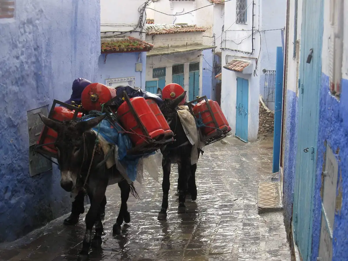 Two donkeys carrying red gas canisters up a wet blue lane in Chefchaouen