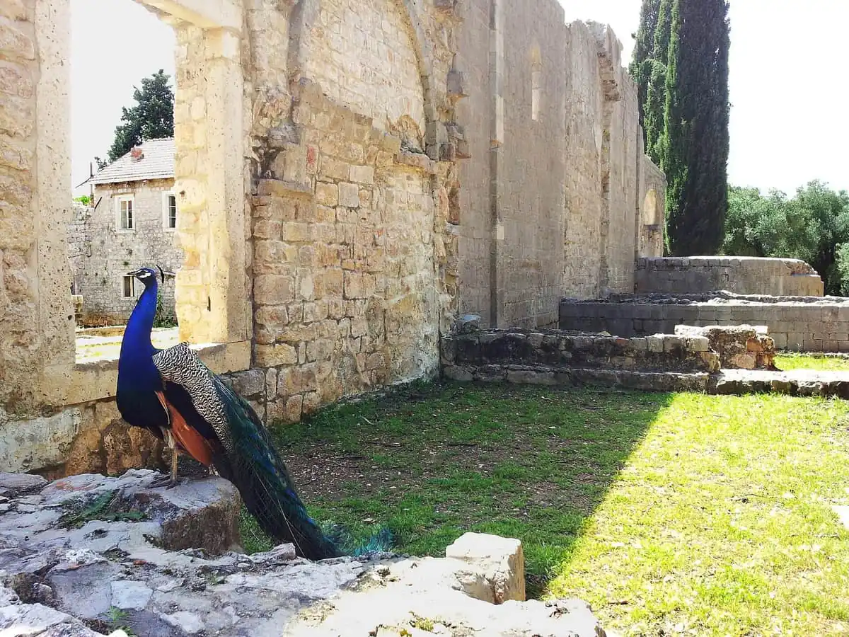 A peacock by the monastery ruins on Lokrum