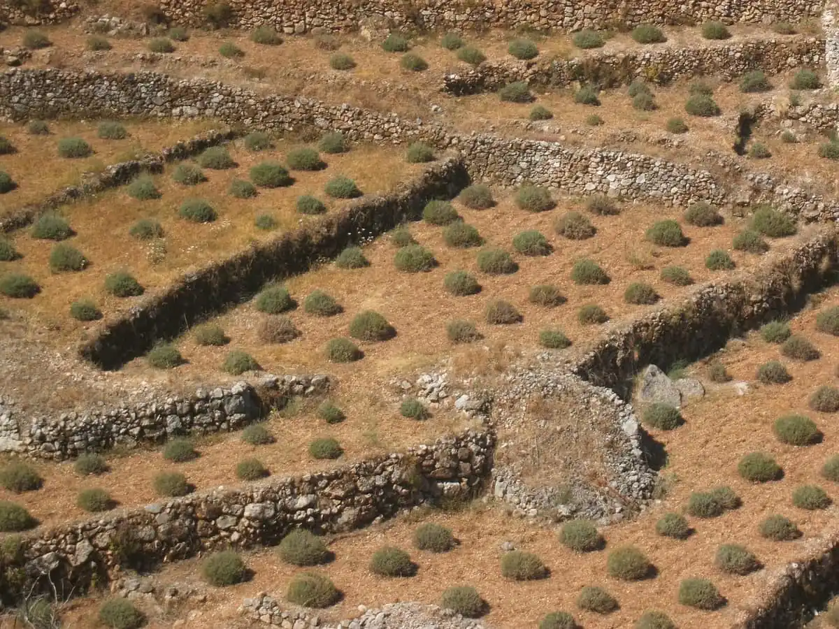 Terraced fields above the town