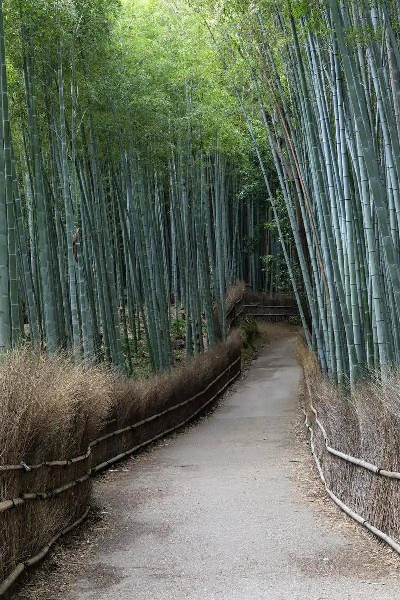 The path through the bamboo grove in Arashiyama, Kyoto