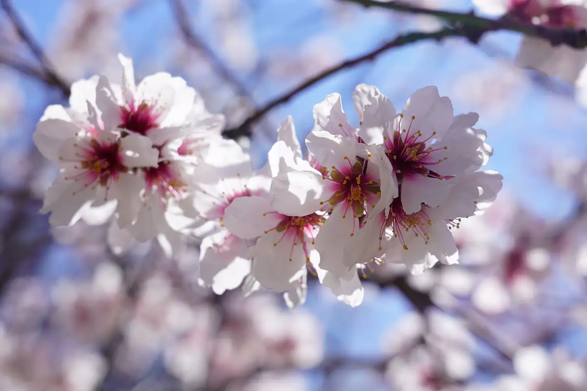 Spring blossom in Retiro Park, Madrid