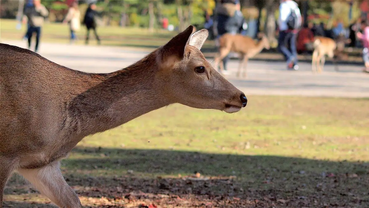 A sika deer walking across a path in Nara Park with other deer and visitors in the background