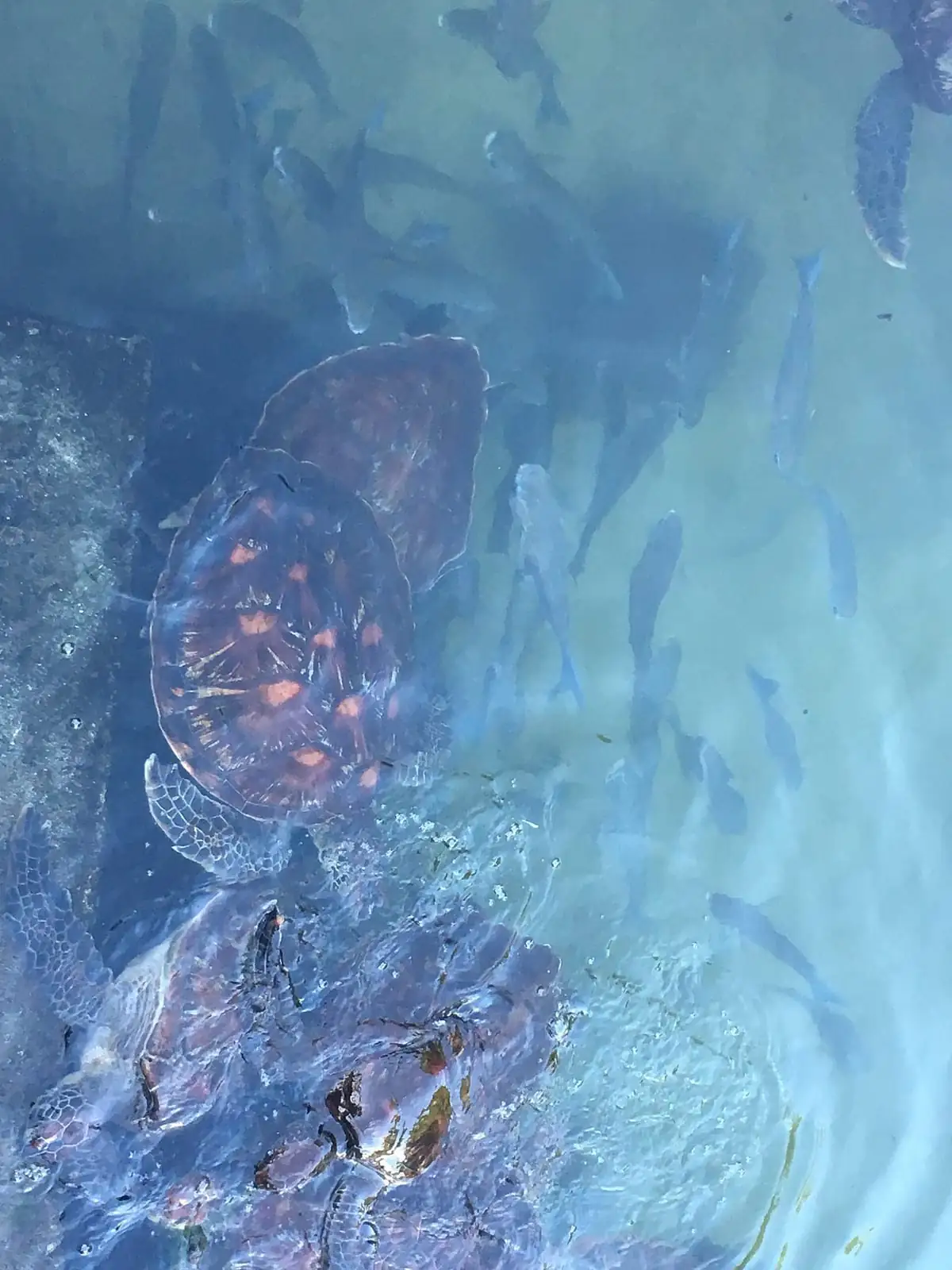 Green turtles and fish circling in a lagoon pen