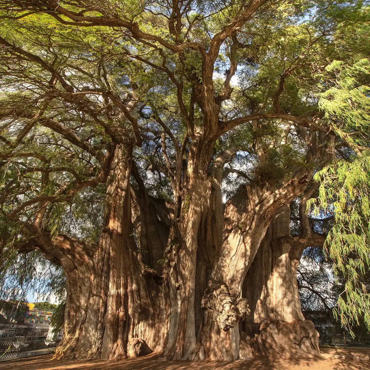 The massive trunk of the Tule tree