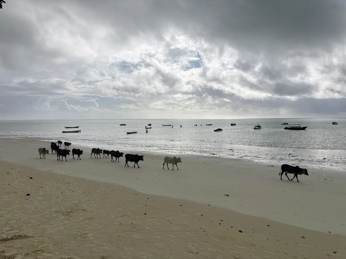 Cattle walking along the shoreline with fishing boats anchored beyond