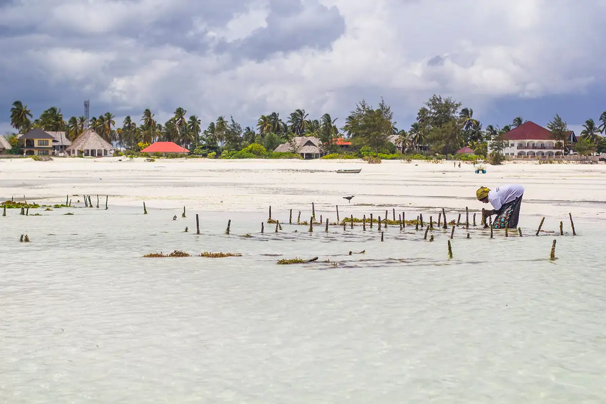 A seaweed farmer tending lines of stakes in the shallow lagoon