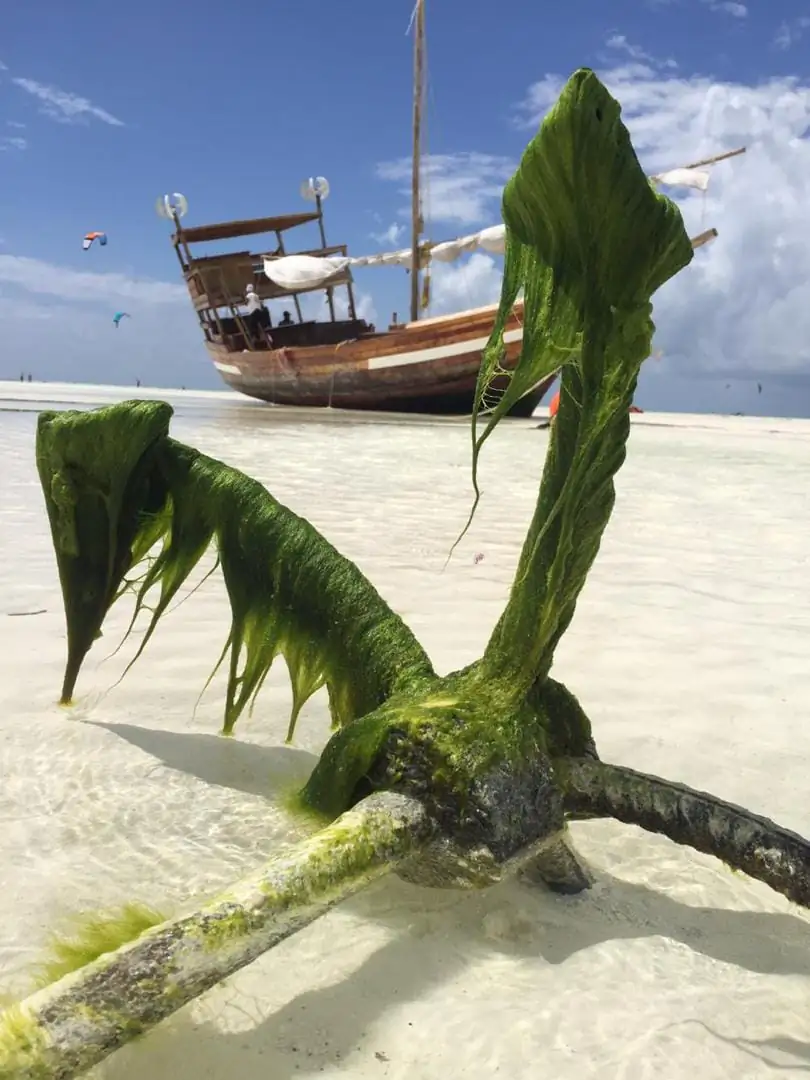 A beached dhow at low tide with kite surfers riding offshore