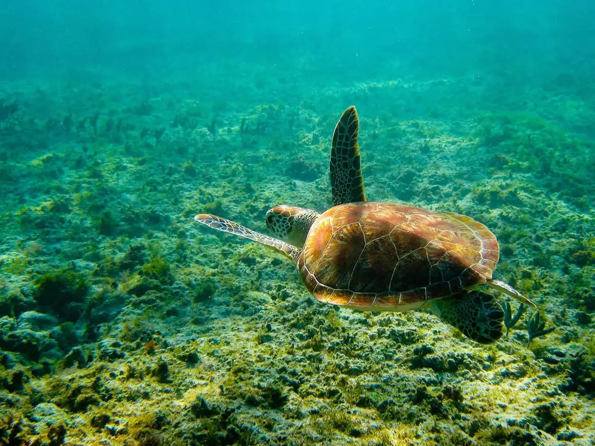 A green turtle gliding over seagrass