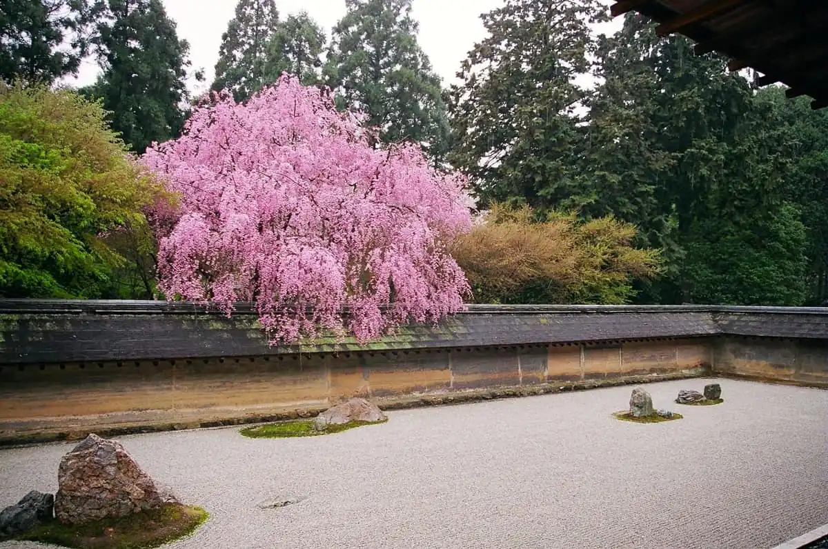 Cherry blossom at the rock garden of Ryoan-ji Temple in Kyoto