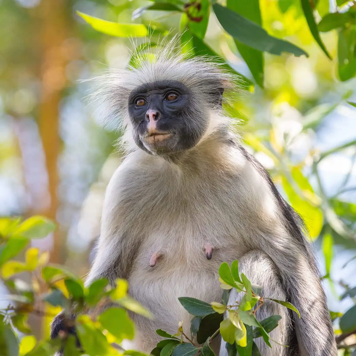 A red colobus monkey in the canopy at Jozani Forest