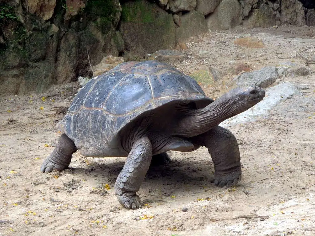 A giant Aldabra tortoise on Prison Island near Stone Town