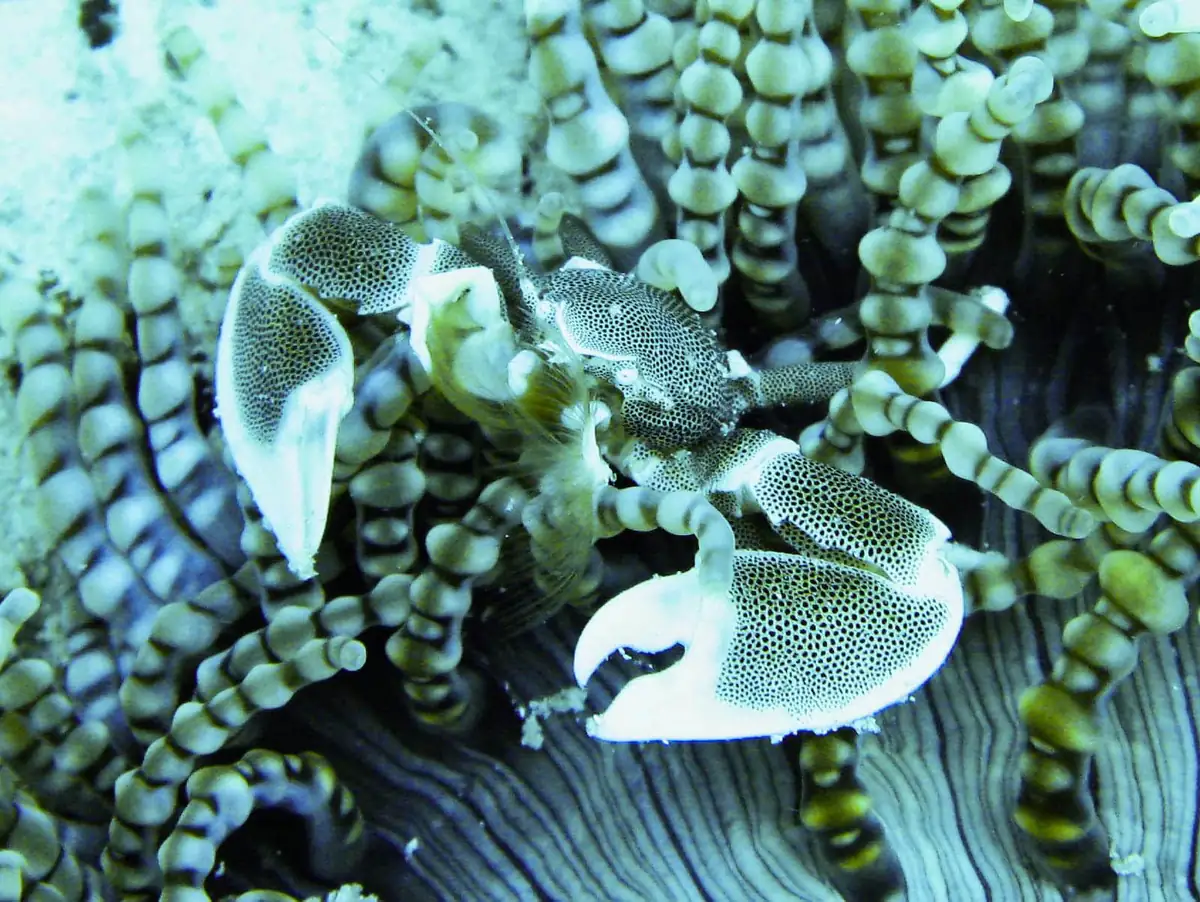 A porcelain crab in an anemone on the Mnemba reef