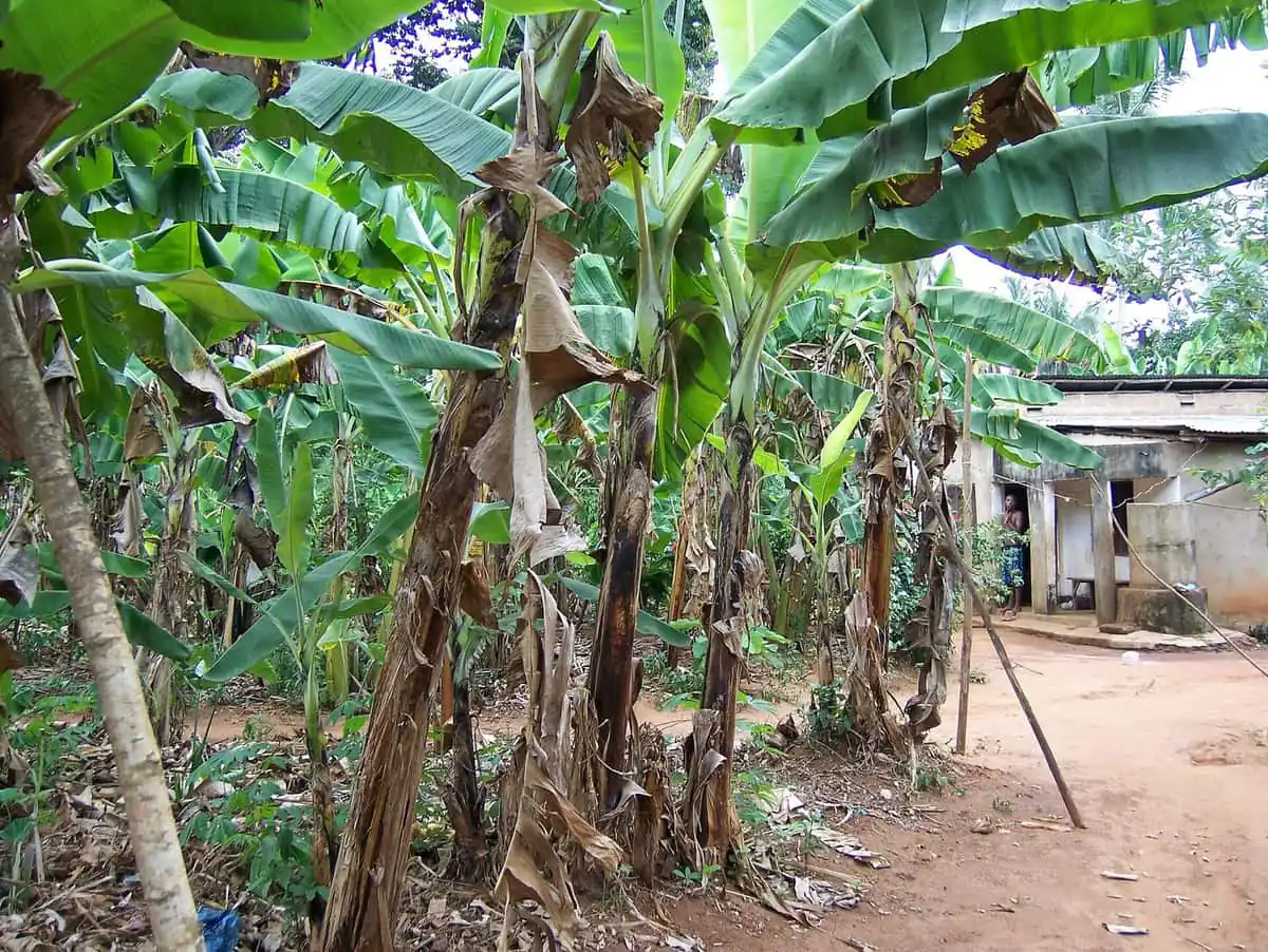 Banana trees shading a working shamba on a Zanzibar spice farm