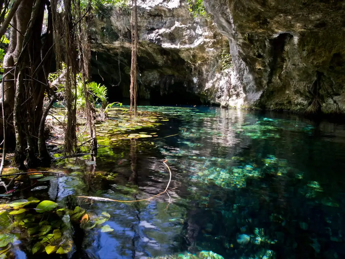 Clear turquoise water inside a limestone cenote cave, with tree roots hanging from the ceiling