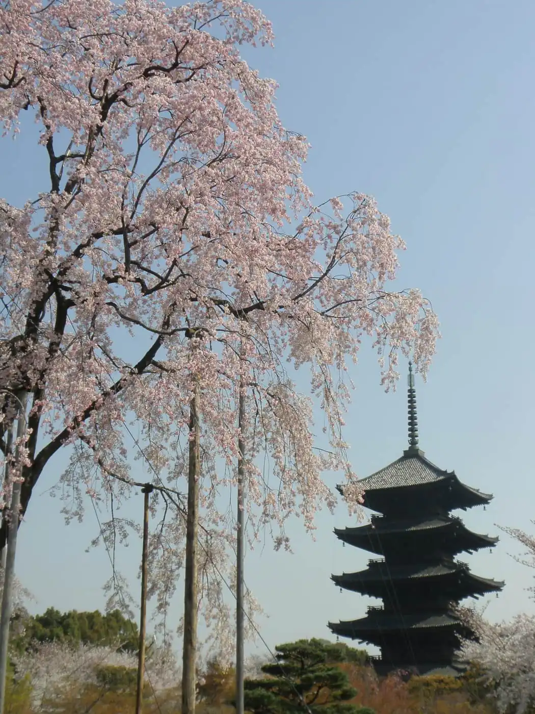Cherry blossom at Toji Temple in Kyoto