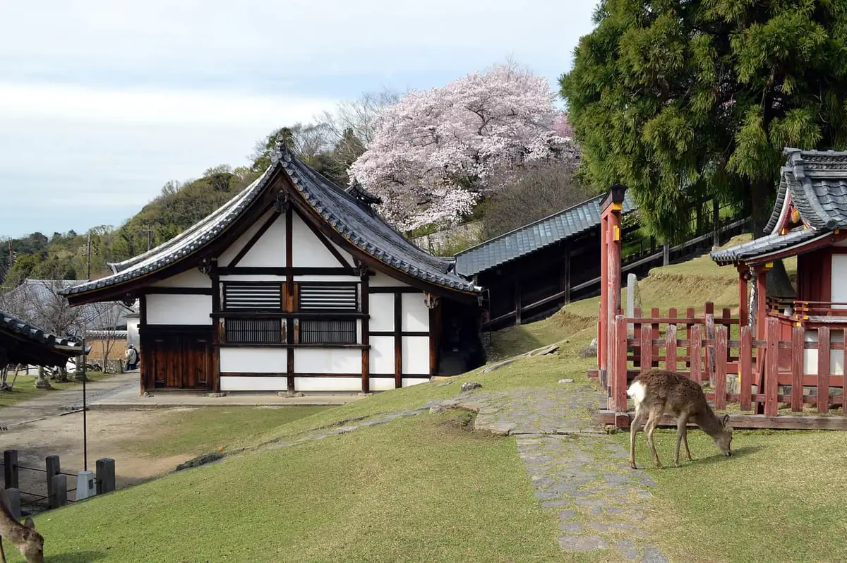 A wooden temple hall and a deer on the grass below Nigatsu-do at Todai-ji in Nara