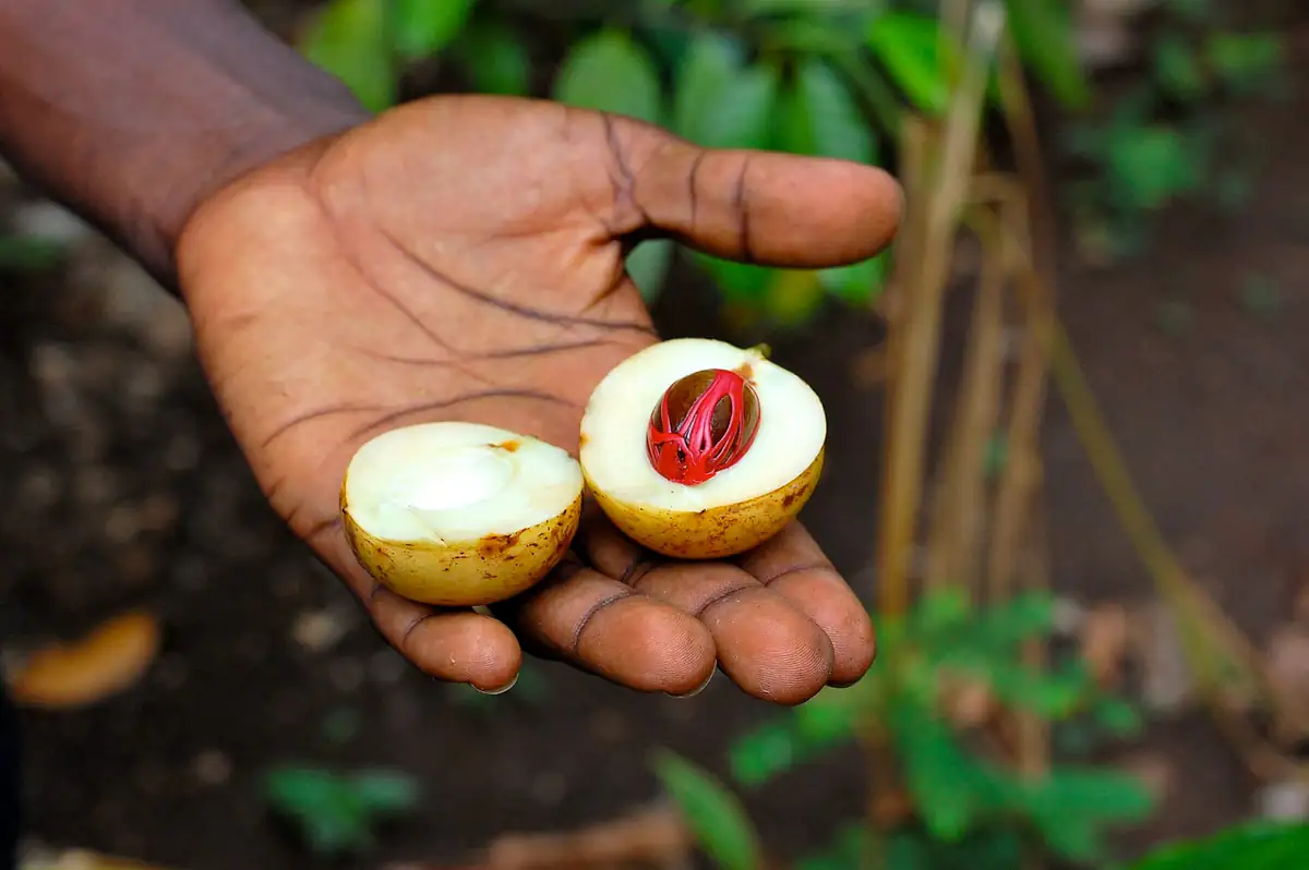 A hand holding a split nutmeg fruit showing the red mace around the seed