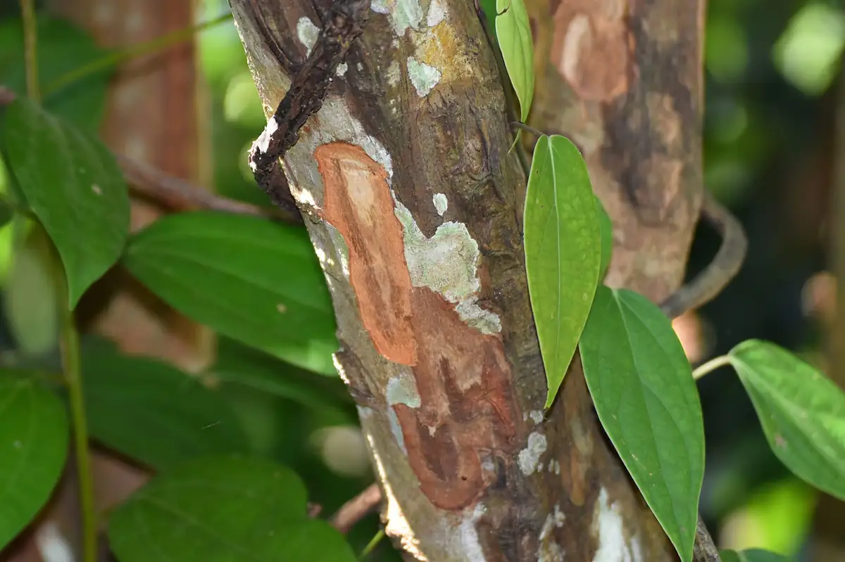 Cinnamon tree with a strip of bark freshly scraped away, revealing the brown inner layer