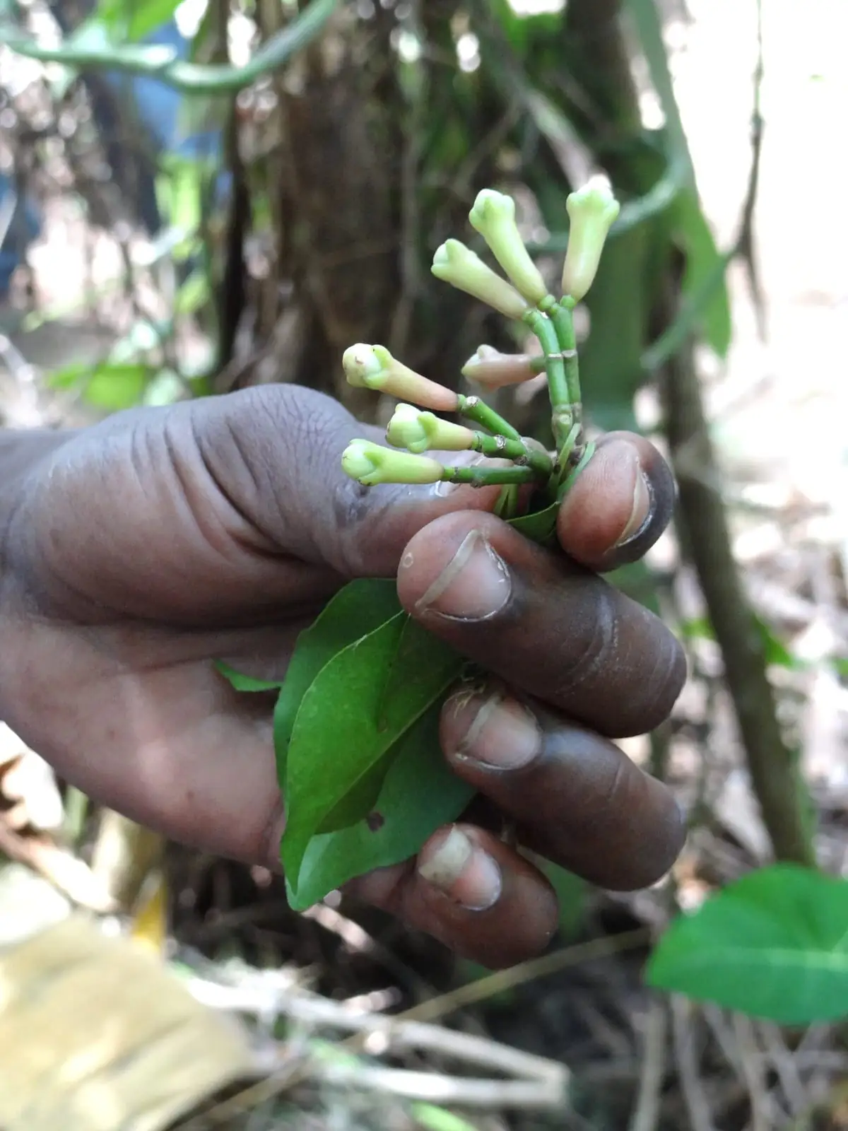 Guide holding freshly picked clove buds and leaves on a spice plantation near Stone Town, Zanzibar