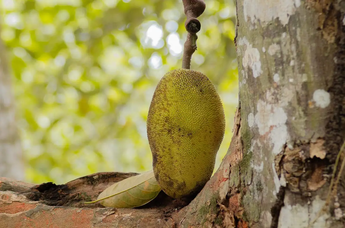 Jackfruit hanging from a trunk at a spice farm in Zanzibar
