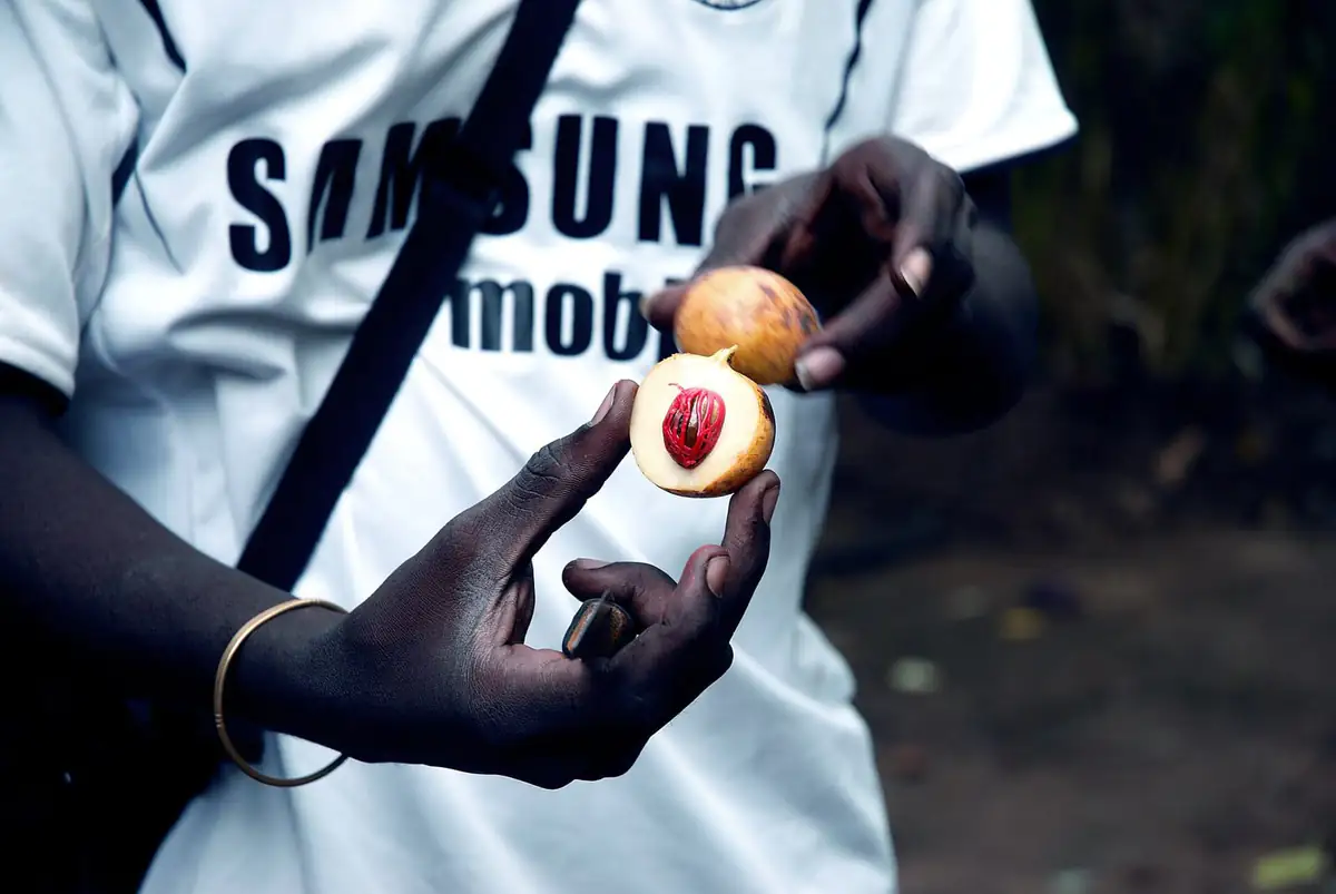 Halved nutmeg with red mace covering the shell, held at a spice farm in Kizimbani, Zanzibar