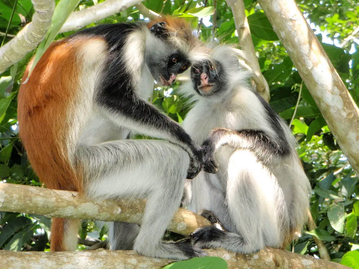 Two red colobus monkeys sitting together on a branch in bright forest light