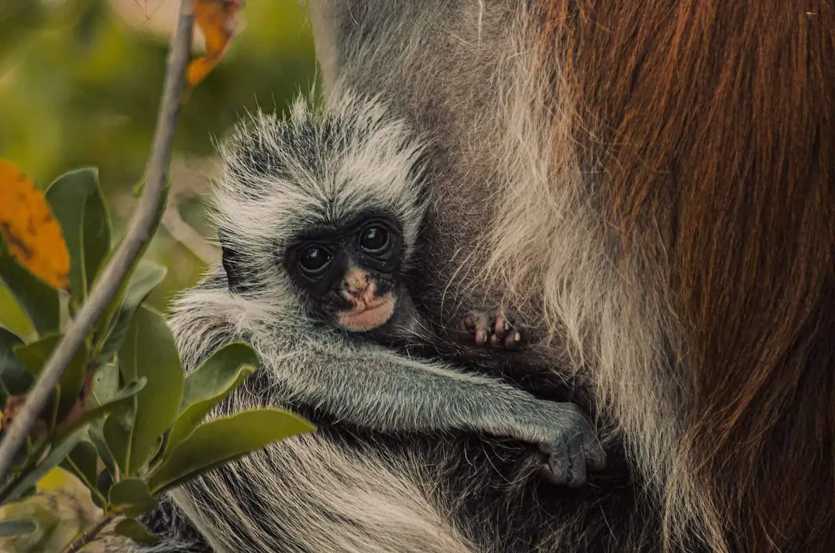 A baby red colobus monkey clinging to its mother in green leaves